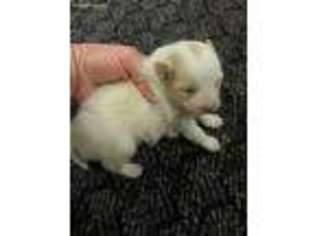 Pomeranian Puppy for sale in Waynesboro, GA, USA