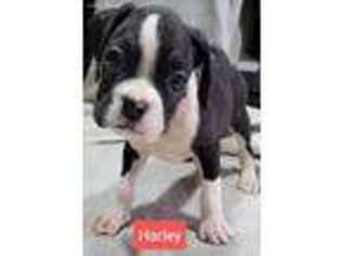 Boxer Puppy for sale in Glen Saint Mary, FL, USA