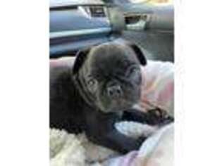 Pug Puppy for sale in Easley, SC, USA