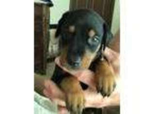 Doberman Pinscher Puppy for sale in Manvel, TX, USA