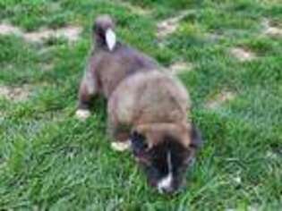 Akita Puppy for sale in Wilmington, OH, USA