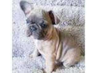 French Bulldog Puppy for sale in Billings, MT, USA