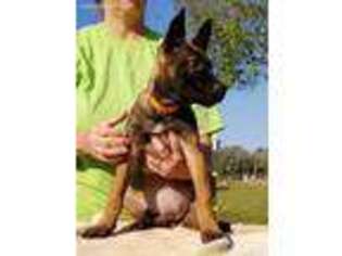 Belgian Malinois Puppy for sale in Red Level, AL, USA