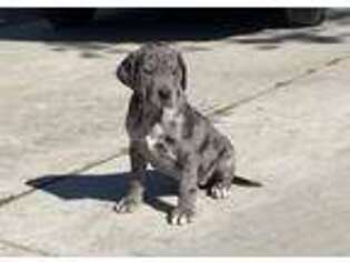 Cane Corso Puppy for sale in Colton, CA, USA