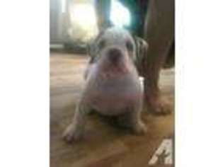 Olde English Bulldogge Puppy for sale in DANVILLE, WA, USA