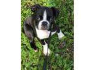 Boston Terrier Puppy for sale in Oakland, MD, USA