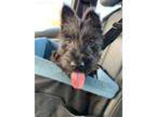 Scottish Terrier Puppy for sale in Pasadena, CA, USA