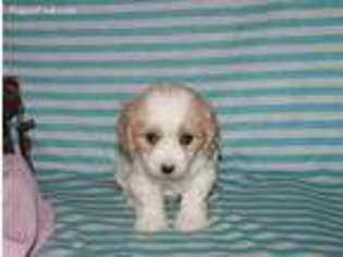 Cavachon Puppy for sale in Orrville, OH, USA