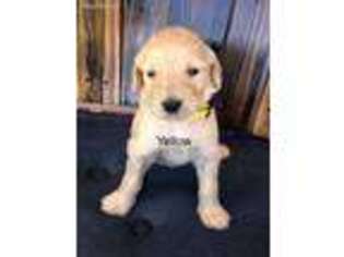 Goldendoodle Puppy for sale in Murrayville, GA, USA