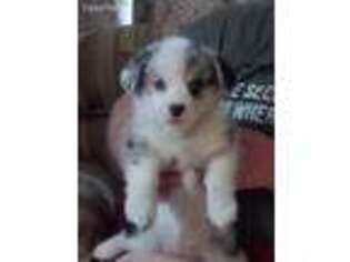 Pembroke Welsh Corgi Puppy for sale in Los Lunas, NM, USA