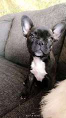 French Bulldog Puppy for sale in Boulder, CO, USA