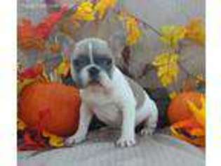 French Bulldog Puppy for sale in Rienzi, MS, USA