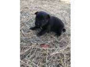 Mutt Puppy for sale in Wolf Point, MT, USA