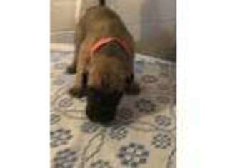 Great Dane Puppy for sale in Rootstown, OH, USA
