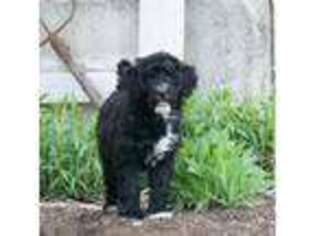 Portuguese Water Dog Puppy for sale in Ontario, CA, USA
