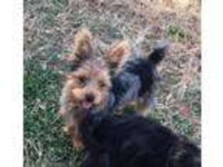 Yorkshire Terrier Puppy for sale in Central City, KY, USA