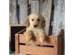 Golden Retriever Puppy for sale in Goshen, IN, USA