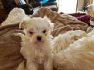 Maltese Puppy for sale in Marble, NC, USA