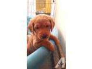 Labradoodle Puppy for sale in VALLEJO, CA, USA