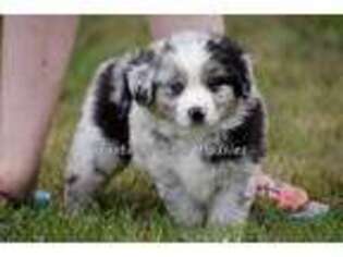 Miniature Australian Shepherd Puppy for sale in Hackensack, MN, USA