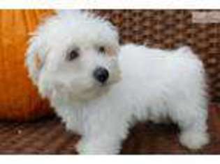 Maltese Puppy for sale in Cambridge, OH, USA