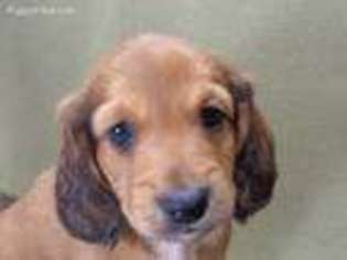 Dachshund Puppy for sale in Henderson, TX, USA