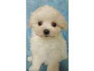 Maltese Puppy for sale in Victorville, CA, USA