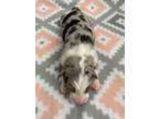 Australian Shepherd Puppy for sale in Clover, SC, USA