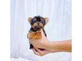 Yorkshire Terrier Puppy for sale in Morristown, NJ, USA