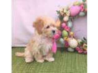 Havanese Puppy for sale in Charlotte, MI, USA