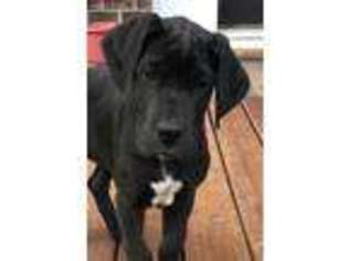 Great Dane Puppy for sale in Apex, NC, USA