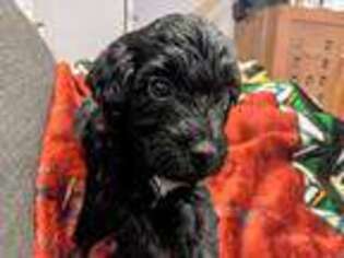 Portuguese Water Dog Puppy for sale in Alexandria, VA, USA