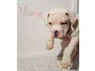 Olde English Bulldogge Puppy for sale in York, PA, USA