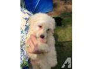 Labradoodle Puppy for sale in CLOVERDALE, AL, USA