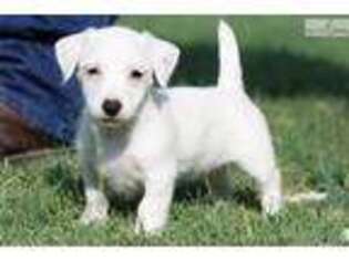 Jack Russell Terrier Puppy for sale in Fort Worth, TX, USA