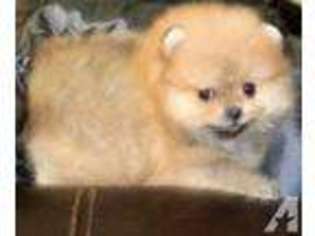 Pomeranian Puppy for sale in FALL RIVER, MA, USA