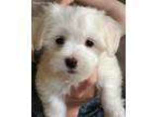 Maltese Puppy for sale in Midlothian, VA, USA