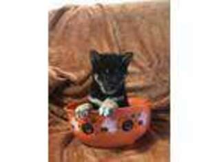 Shiba Inu Puppy for sale in Seminole, FL, USA
