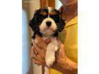 Cavalier King Charles Spaniel Puppy for sale in Ormond Beach, FL, USA