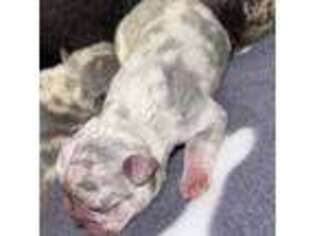 French Bulldog Puppy for sale in Blair, NE, USA
