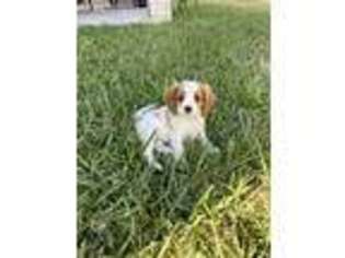 Cavalier King Charles Spaniel Puppy for sale in Harlingen, TX, USA