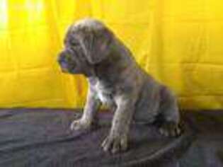 Cane Corso Puppy for sale in Cortez, CO, USA