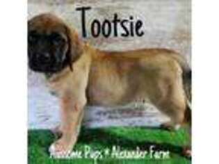 Mastiff Puppy for sale in Lakeville, IN, USA
