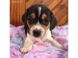 Beagle Puppy for sale in Chattanooga, TN, USA