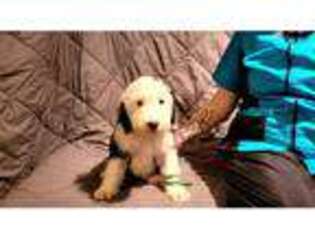 Old English Sheepdog Puppy for sale in Findlay, OH, USA