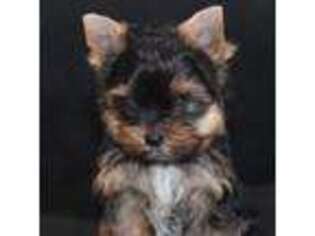 Yorkshire Terrier Puppy for sale in Brownwood, TX, USA