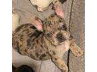 French Bulldog Puppy for sale in Metairie, LA, USA