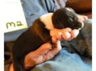 Great Dane Puppy for sale in Chesapeake, VA, USA