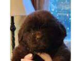 Newfoundland Puppy for sale in Tuscumbia, AL, USA