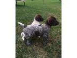 German Shorthaired Pointer Puppy for sale in Coldwater, OH, USA